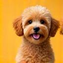 Happy Toy Poodle, Koko-chan.