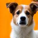 Playful mixed-breed dog, Luna-chan.